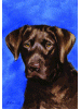 [Labrador Retriever Dog Banner]