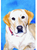 [Labrador Retriever Dog Banner]