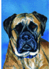 [Bull Mastiff Dog Banner]