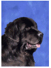 [Newfoundland Dog Banner]