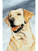 [Yellow Lab Dog Banner]