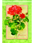 [Geranium Splendor Banner]