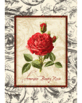 American Beauty Rose Banner