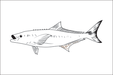 Cobia fisherman's catch flag