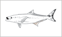 [Cobia - Fisherman's Catch Flag]