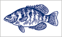 [Crappie - Fisherman's Catch Flag]