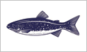 [Lake Trout - Fisherman's Catch Flag]