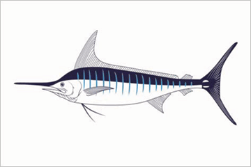 Striped Marlin fisherman's catch flag