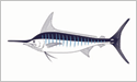 [Striped Marlin - Fisherman's Catch Flag]