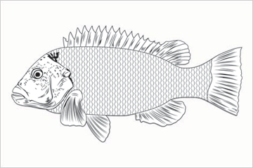 Tautog fisherman's catch flag